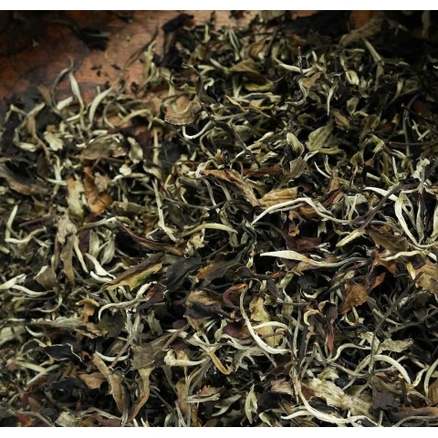 Bạch Trà