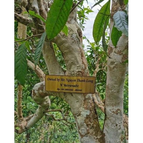 Trà Phổ Nhĩ