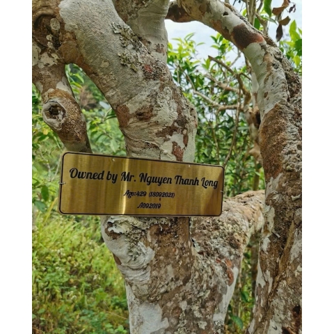 Trà Phổ Nhĩ